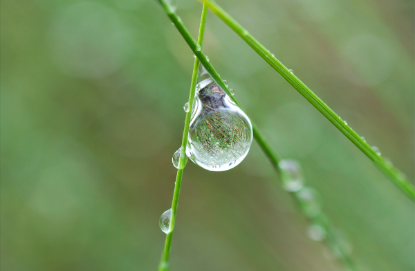 Primavera silenciosa