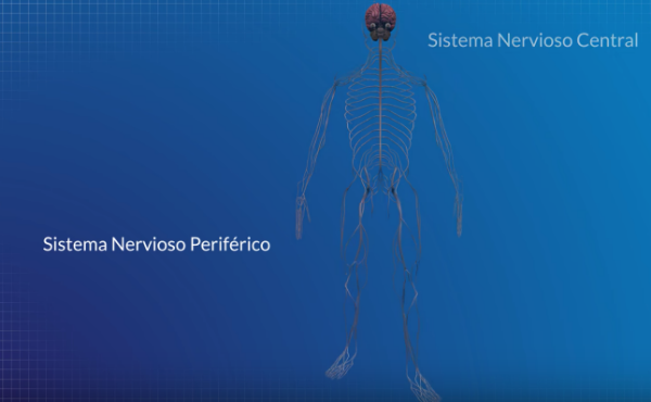 Anatomía y funciones del sistema nervioso